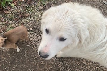 Vermisstmeldung Hund  Weiblich , 1 jahre Thollon-les-Mémises Frankreich